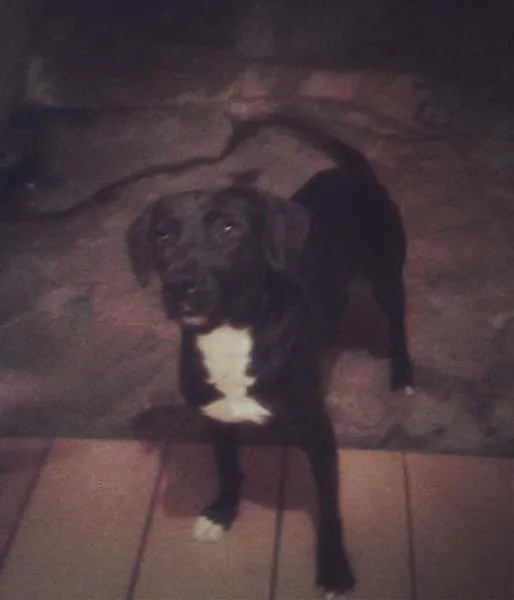 Cachorro ra a Labrador idade 2 anos nome Salomé