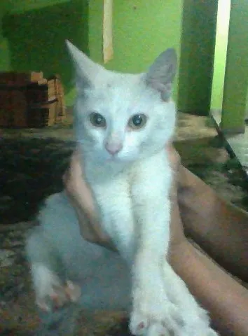 Gato ra a SRD idade  nome Gatinha branca
