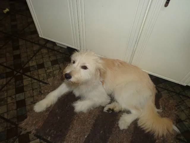 Cachorro ra a  idade 7 a 11 meses nome Não sei