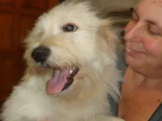 Cachorro ra a  idade 7 a 11 meses nome Não sei