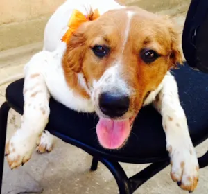 Cachorro raça SRD idade 7 a 11 meses nome Branquinha