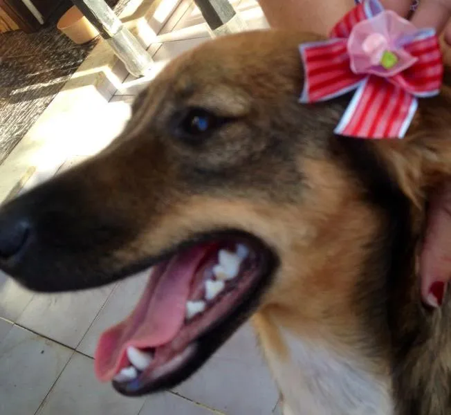 Cachorro ra a SRD idade 7 a 11 meses nome Macaquinha