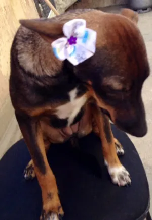 Cachorro raça SRD idade 7 a 11 meses nome Samanta