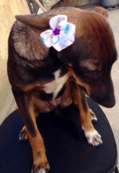 Cachorro ra a SRD idade 7 a 11 meses nome Samanta