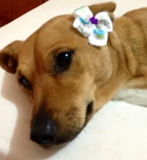 Cachorro raça SRD idade 1 ano nome Gabriela
