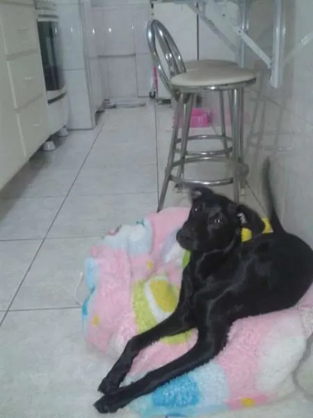 Cachorro ra a srd idade 7 a 11 meses nome Lotus