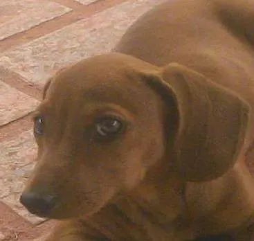 Cachorro raça Basset-Cofap idade 2 a 6 meses nome dory GRATIFICA