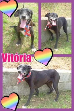 Cachorro raça srd idade 4 anos nome vitoria