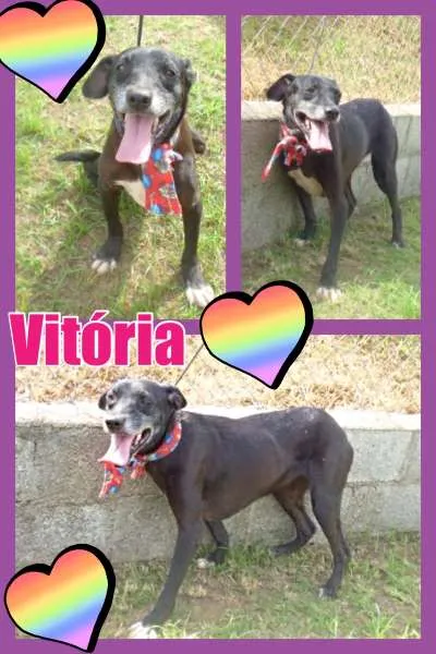 Cachorro ra a srd idade 4 anos nome vitoria