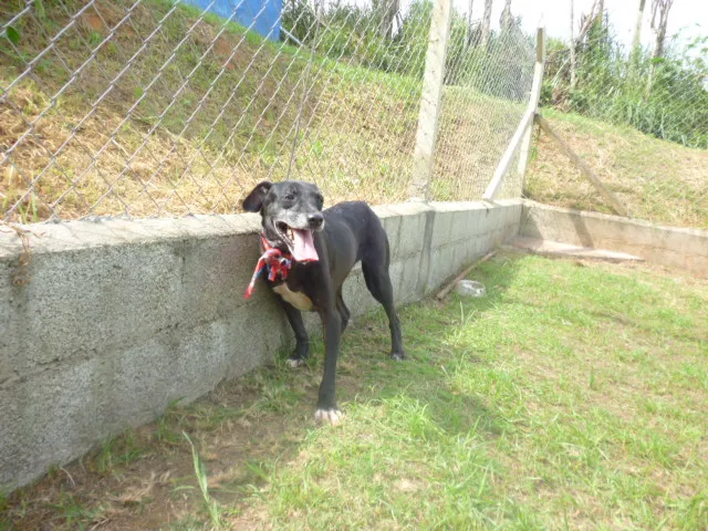 Cachorro ra a srd idade 4 anos nome vitoria