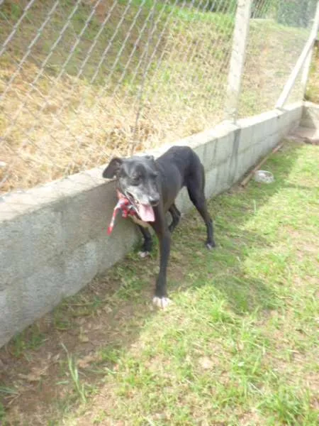 Cachorro ra a srd idade 4 anos nome vitoria