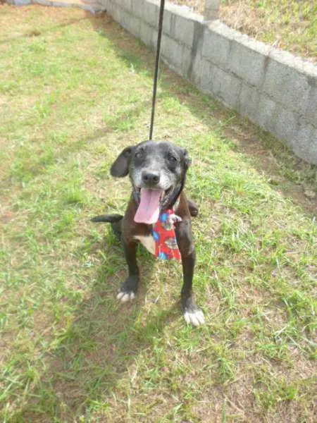 Cachorro ra a srd idade 4 anos nome vitoria
