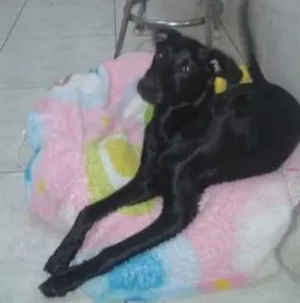Cachorro raça srd idade 7 a 11 meses nome Lotus