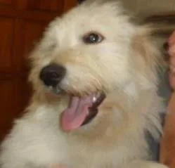 Cachorro raça  idade 7 a 11 meses nome Não sei