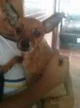 Rex