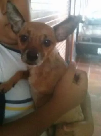 Cachorro ra a Pinscher idade 4 anos nome Rex