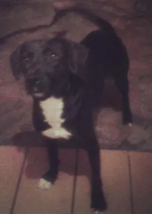 Cachorro raça Labrador idade 2 anos nome Salomé