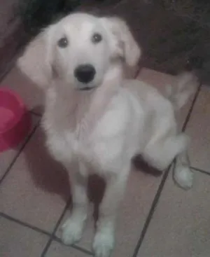 Cachorro raça Goldem idade 2 a 6 meses nome Boris