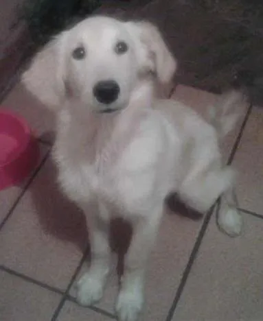 Cachorro ra a Goldem idade 2 a 6 meses nome Boris