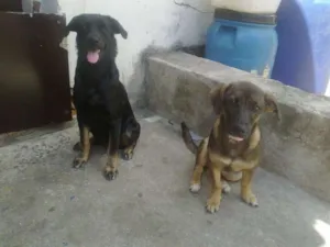 Cachorro raça mestiças idade 2 a 6 meses nome Pretinha e Marrom