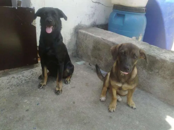 Cachorro ra a mestiças idade 2 a 6 meses nome Pretinha e Marrom