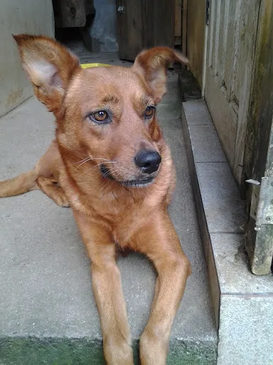 Cachorro ra a SRD idade 5 anos nome Lili
