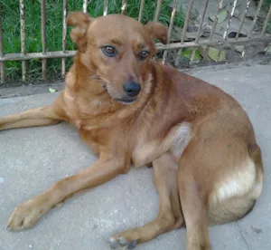 Cachorro raça SRD idade 5 anos nome Lili