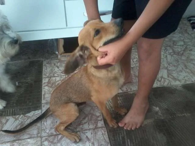 Cachorro ra a vira lata idade 2 anos nome bidu