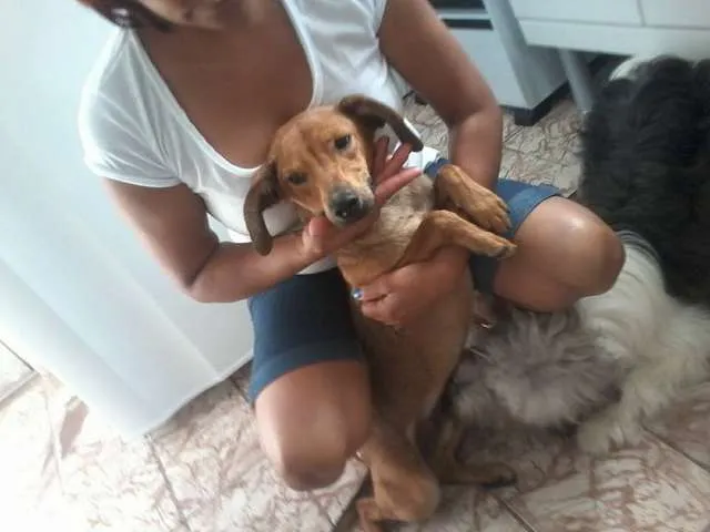 Cachorro ra a vira lata idade 2 anos nome bidu