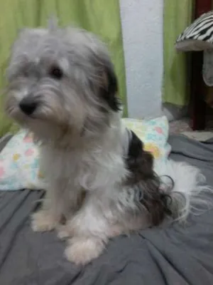 Cachorro raça Poodle idade 3 anos nome bengi