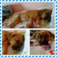 Freddy