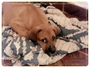Cachorro raça Desconhecida idade 2 a 6 meses nome Freddy
