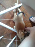 Freddy
