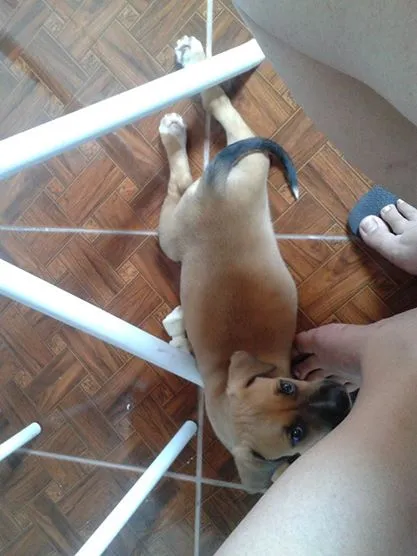 Cachorro ra a Desconhecida idade 2 a 6 meses nome Freddy