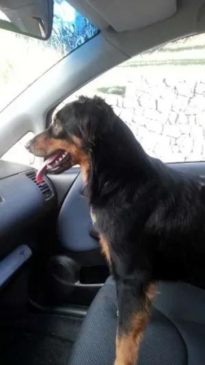 Cachorro raça  idade  nome não sei