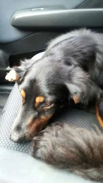 Cachorro ra a  idade  nome não sei