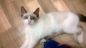 Gato raça vira latas  idade 2 a 6 meses nome Perninha