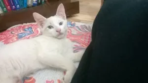 Gato raça vira latas idade 2 a 6 meses nome Costelinha