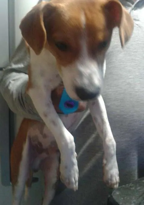 Cachorro ra a mascate idade 1 ano nome marron