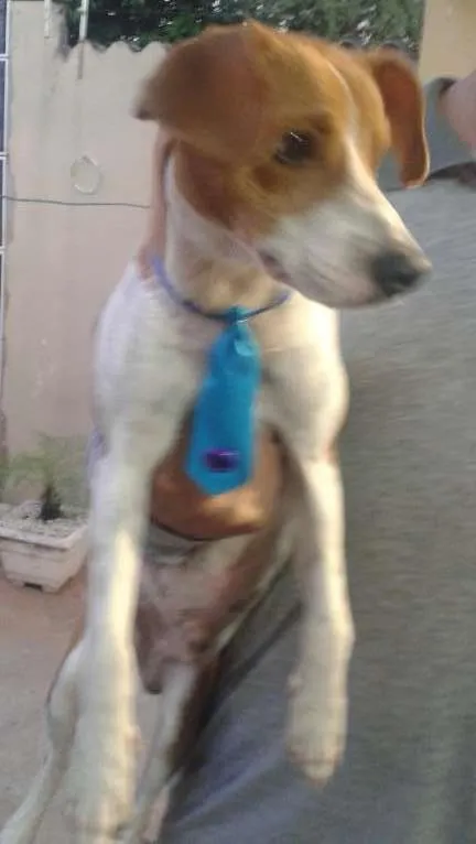 Cachorro ra a mascate idade 1 ano nome marron
