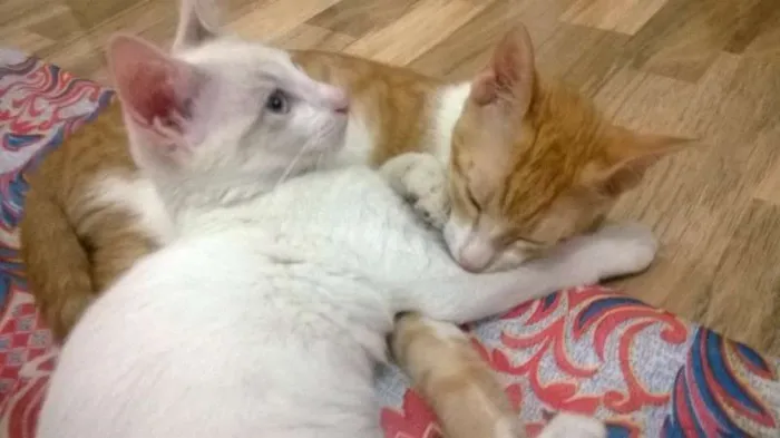Gato raça vira latas idade 2 a 6 meses nome Fred e Billy