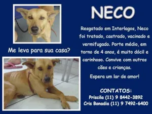 Cachorro raça SRD idade 4 anos nome NECO