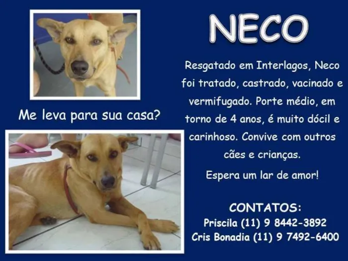 Cachorro ra a SRD idade 4 anos nome NECO