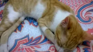 Gato raça vira latas idade 2 a 6 meses nome Fred e Billy