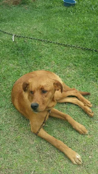 Cachorro raça Labrador idade 1 ano nome Luppy