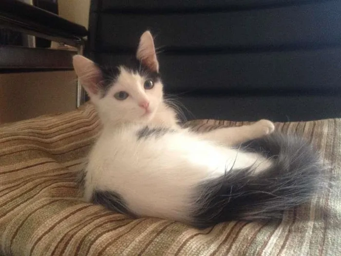 Gato ra a SRD idade 2 a 6 meses nome Kimmie