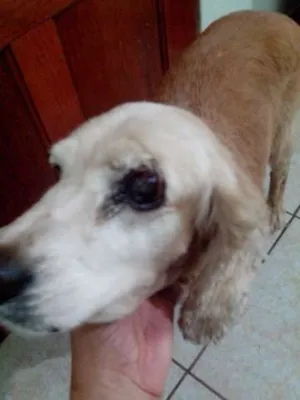 Cachorro raça cocker idade 6 ou mais anos nome thor