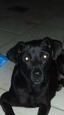 Cachorro ra a vira lata lindo idade 7 a 11 meses nome Não tem