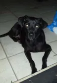 Não tem
