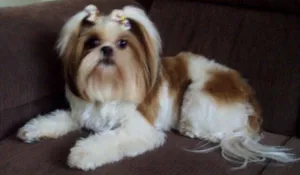 Cachorro raça Shitzu idade 2 anos nome Lara